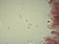 Mycena fagetorum
