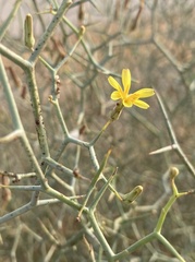 Launaea arborescens