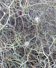 Launaea arborescens