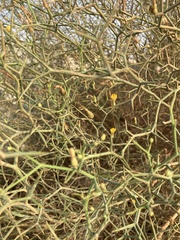 Launaea arborescens