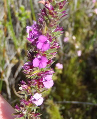 Muraltia satureioides