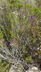 Muraltia satureioides