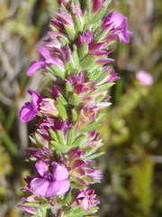 Muraltia satureioides