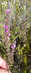 Muraltia satureioides
