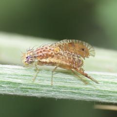 Paracantha culta