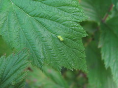 Dasineura ulmaria