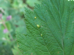 Dasineura ulmaria