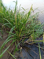 Sparganium erectum erectum