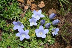 Craterocapsa tarsodes