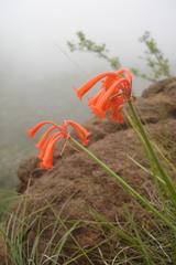 Cyrtanthus epiphyticus