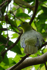 Treron sphenurus