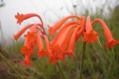 Cyrtanthus epiphyticus