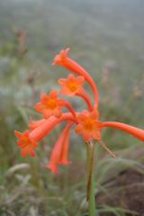 Cyrtanthus epiphyticus