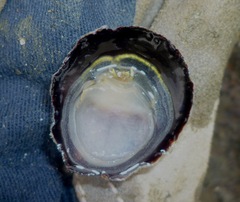 Crepidula marginalis