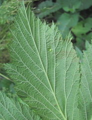 Dasineura ulmaria
