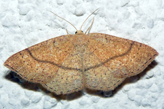 Cyclophora ruficiliaria