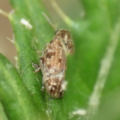 Algarobius bottimeri