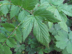 Dasineura ulmaria