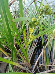 Sparganium erectum erectum