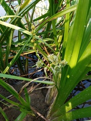 Sparganium erectum erectum