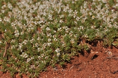 Helichrysum caespititium