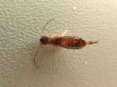 Apterygida albipennis