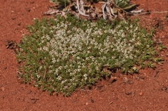Helichrysum caespititium
