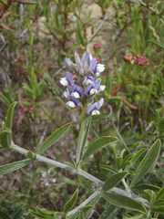 Psoralea venusta