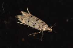 Bryotropha domestica