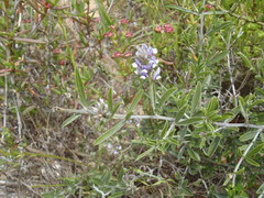 Psoralea venusta
