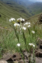 Moraea albicuspa