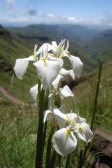 Moraea albicuspa