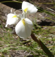 Moraea albicuspa