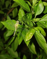 Diplacodes trivialis