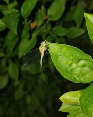 Diplacodes trivialis
