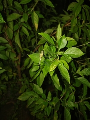 Diplacodes trivialis