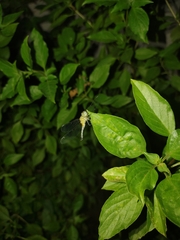 Diplacodes trivialis