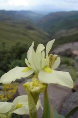 Moraea alticola