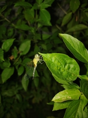 Diplacodes trivialis