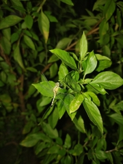 Diplacodes trivialis