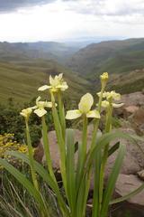 Moraea alticola