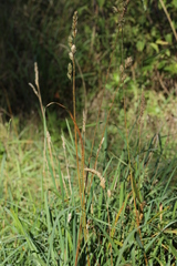 Puccinia graminis