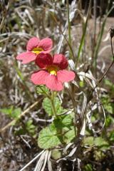 Jamesbrittenia breviflora