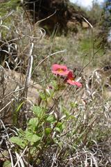Jamesbrittenia breviflora