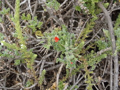 Pelargonium fulgidum