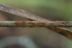 Puccinia graminis