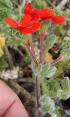 Pelargonium fulgidum