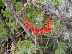 Pelargonium fulgidum