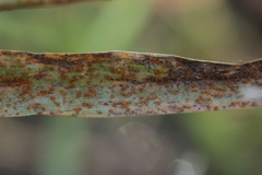 Puccinia graminis