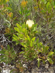 Protea obtusifolia